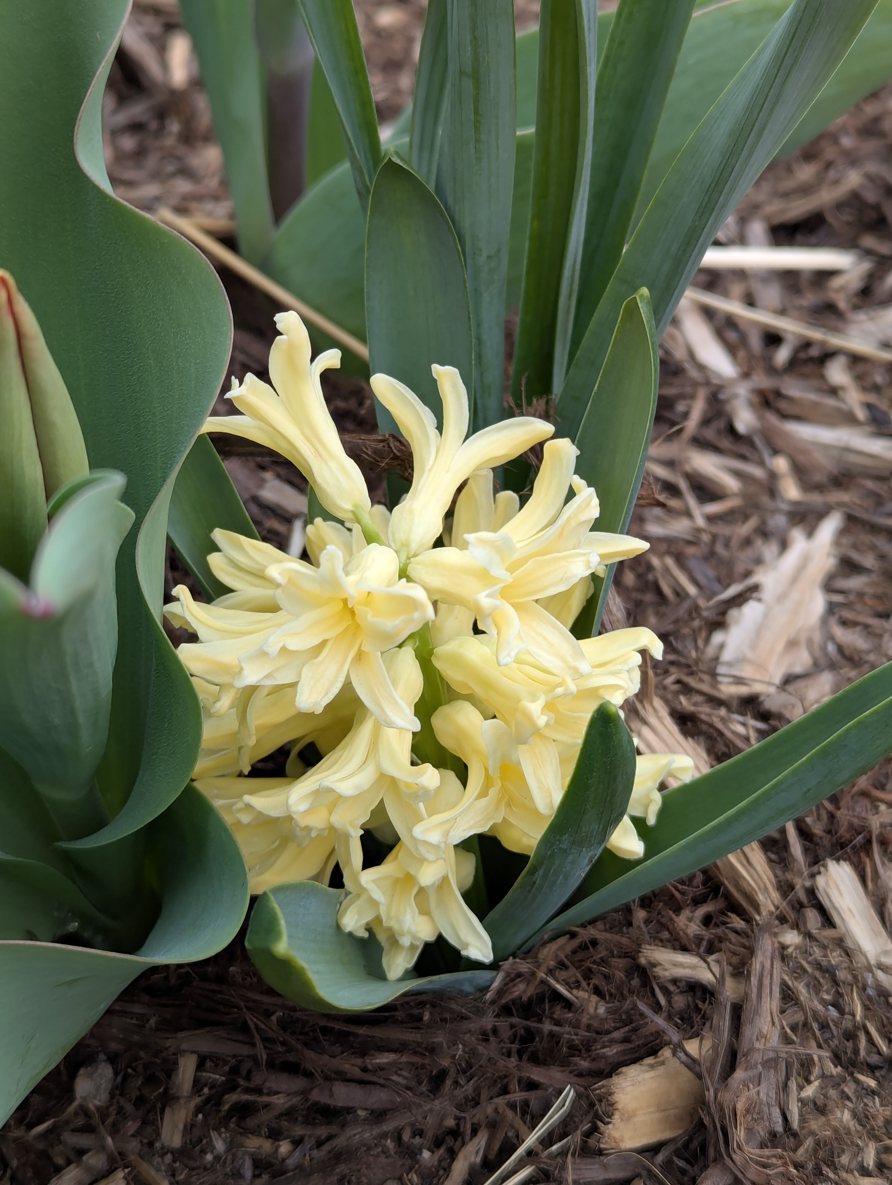 Hyacinth, Morrison, Colorado
